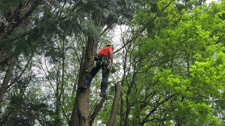 Best Tree Disease Treatment  in Clewiston, FL